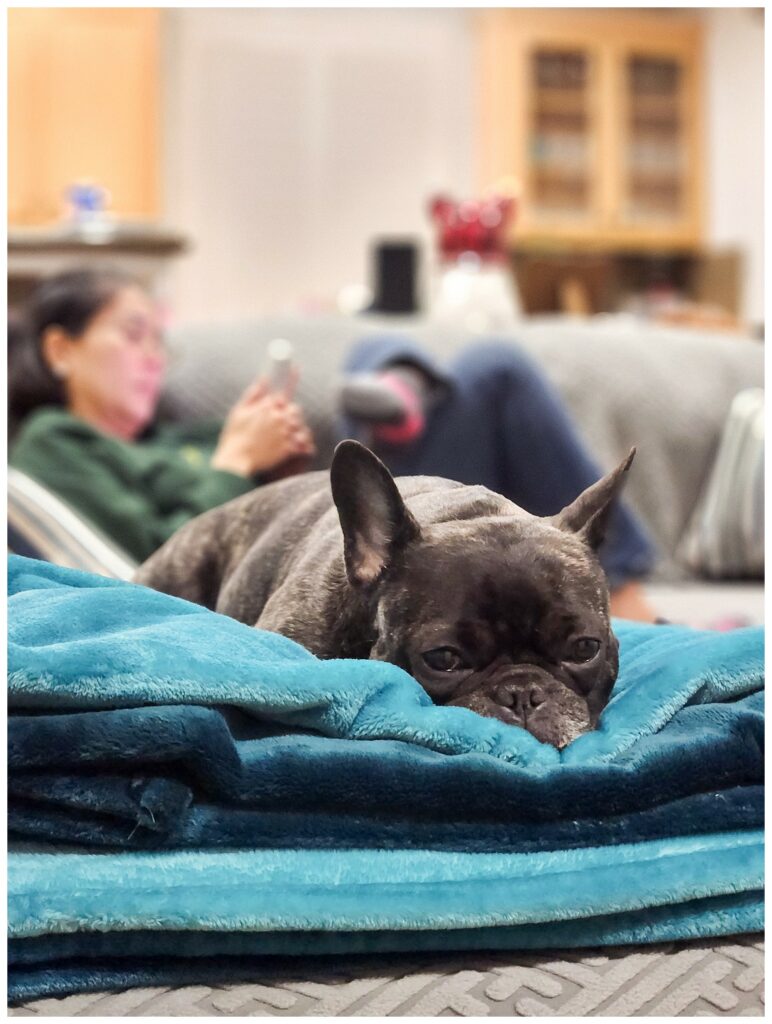 French bulldog napping and photographed with portrait mode