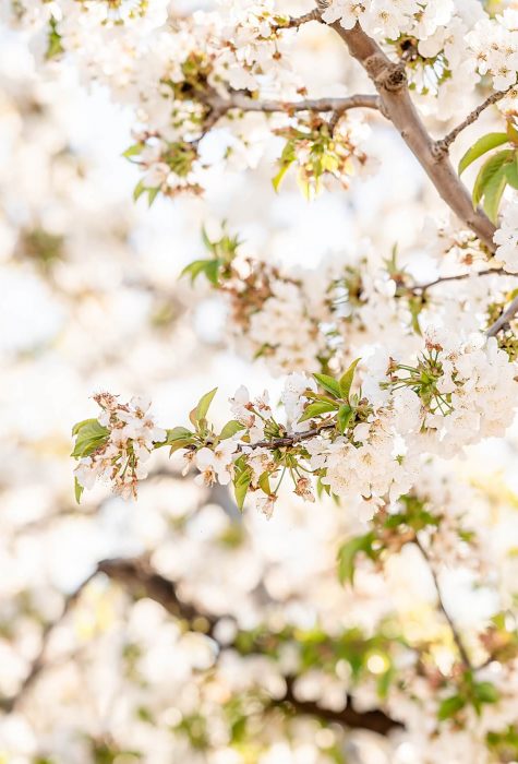 Cherry blossoms in Stockton CA