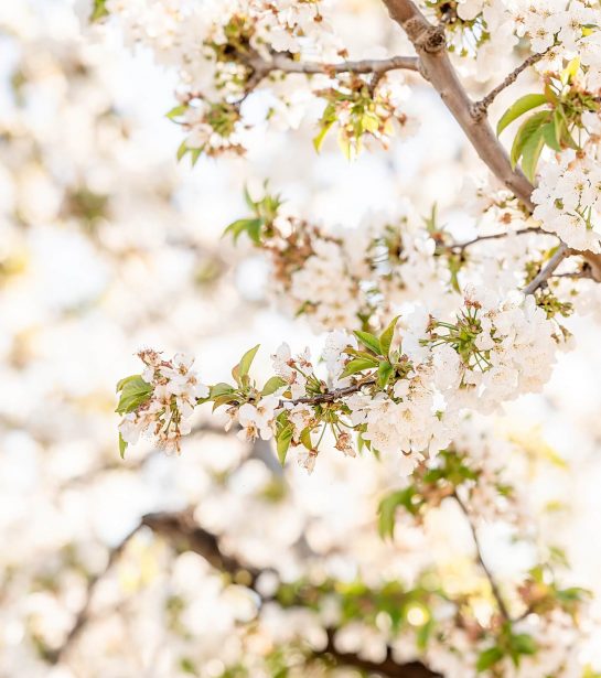 Cherry blossoms in Stockton CA